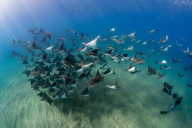 2 Dives in the Cabo Marine Park - Two tank sessions in Cabo San Lucas Marine Park