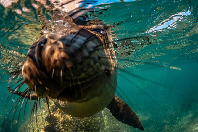2 Dives in the Cabo Marine Park - Gear included vs. gear you’ll need to bring