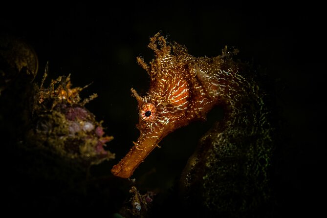 2 Dives in the Cabo Marine Park - Snacks and onboard comfort: small details that reduce stress