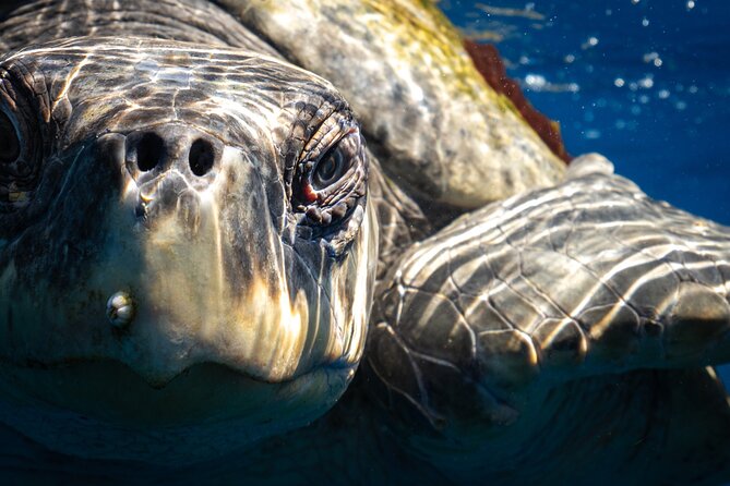 2 Dives in the Cabo Marine Park - Price and value: what $135 buys you