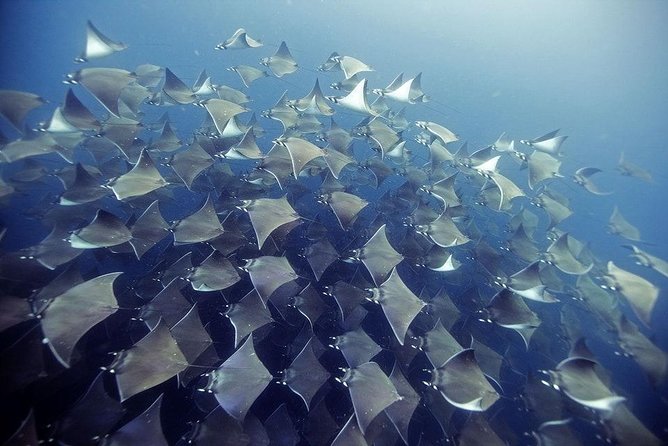 2 Tank Dive - Certified Divers (Santa Maria Bay & Chileno Bay) - Key highlights you’ll feel fast