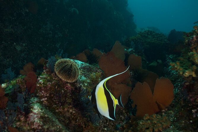 2 Tank Dive - Certified Divers (Santa Maria Bay & Chileno Bay) - How the Santa Maria Bay and Chileno Bay plan actually works