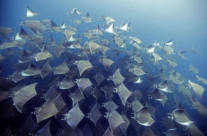 2 Tank Dive - Certified Divers (Santa Maria Bay & Chileno Bay) - What’s included (and what you’ll need to arrange yourself)