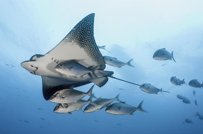 2 Tank Dive - Certified Divers (Santa Maria Bay & Chileno Bay) - Price reality: is $140 worth it for what you get?