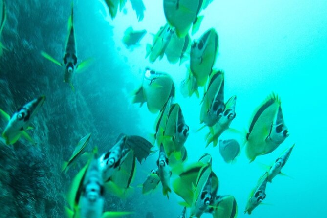 2 Tank Dive - Certified Divers (Santa Maria Bay & Chileno Bay) - Who this trip fits best (and who should look elsewhere)