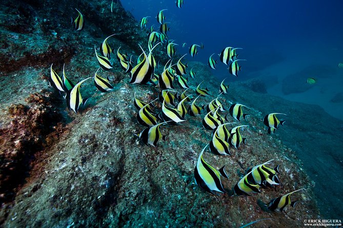 2-Tank Scuba Dive in Cabo San Lucas Reserve for Certified Divers - Key Highlights You’ll Care About