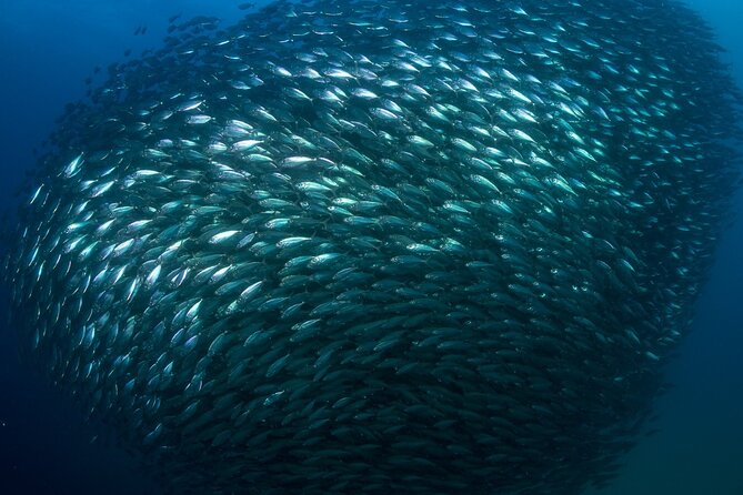 2-Tank Scuba Dive in Cabo San Lucas Reserve for Certified Divers - Lovers Beach, The Arch, and the Pacific: The On-Land Break That Makes It Worth It
