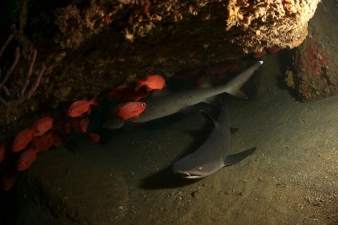 2-Tank Scuba Dive in Cabo San Lucas Reserve for Certified Divers - Guide and Captain Matters: Safety, Timing, and Attention in Small Groups