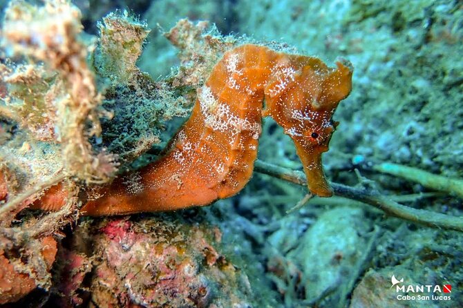 2-Tank Scuba Dive in Cabo San Lucas Reserve for Certified Divers - Price and Gear Rental: Is $138 a Fair Deal?