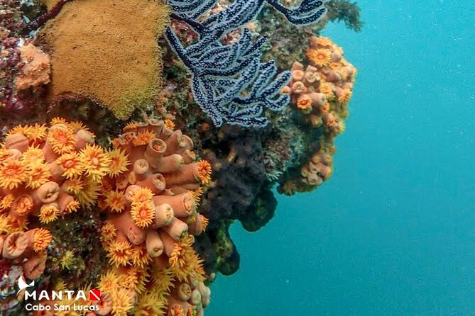2-Tank Scuba Dive in Cabo San Lucas Reserve for Certified Divers - Who Should Book This Program in Cabo—and Who Might Want Another Option
