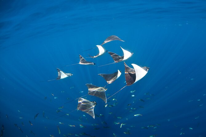 2-Tank Scuba in Marine Reserve and Corridor for Certified Divers - Cabo San Lucas scuba with a smart route to the Nautical Corridor