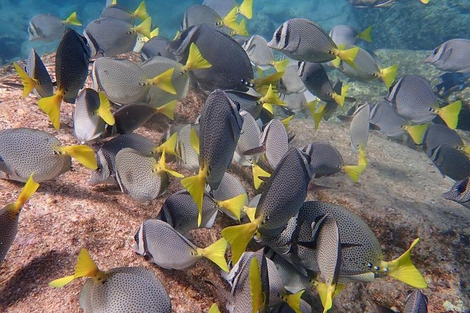 2-Tank Scuba in Marine Reserve and Corridor for Certified Divers - Stop 2 at Cabo’s Marine Reserve shore highlights