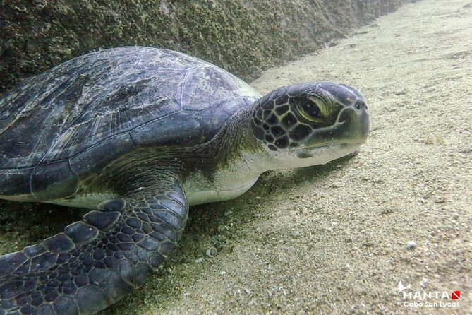 2-Tank Scuba in Marine Reserve and Corridor for Certified Divers - What’s included in the price—and what adds cost
