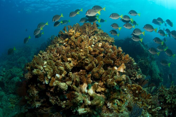 2-Tank Scuba in Marine Reserve and Corridor for Certified Divers - Guides who make the day go right: Brandon and Pollo