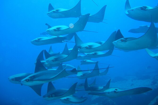 3-Tank Scuba in Marine Reserve and Corridor for Certified Divers - The Corridor Side: Different Ecosystems, Different Moves