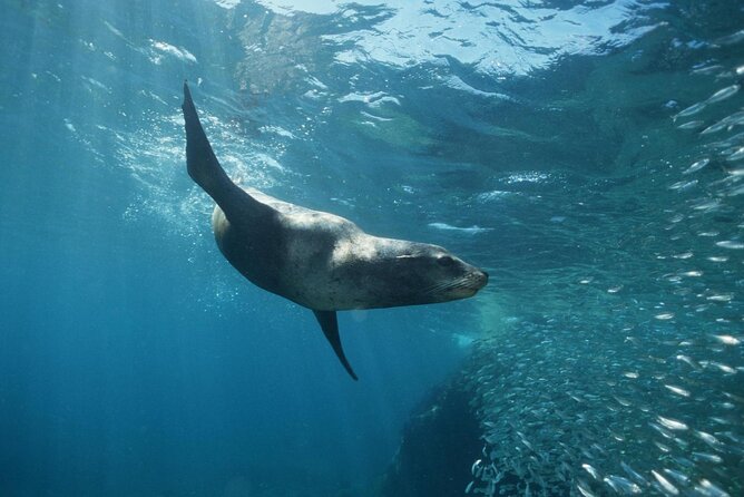 3-Tank Scuba in Marine Reserve and Corridor for Certified Divers - A Clear Three-Stop Plan (Even If Spots Shift with Conditions)