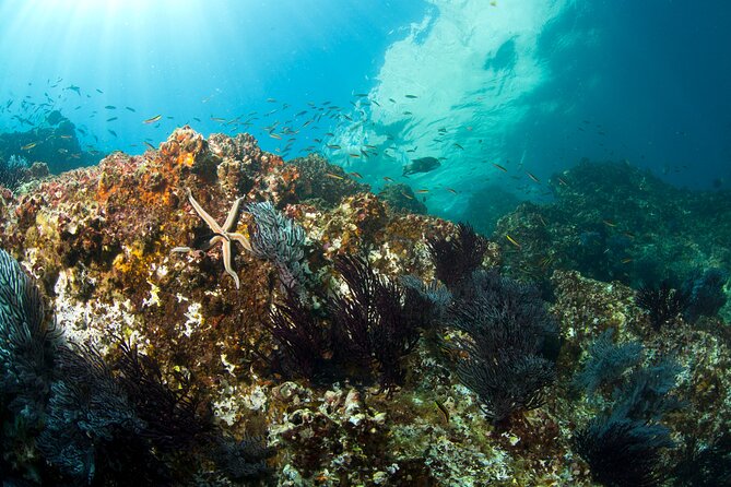 3-Tank Scuba in Marine Reserve and Corridor for Certified Divers - Underwater Guides and Group Organization: Names You’ll Hear