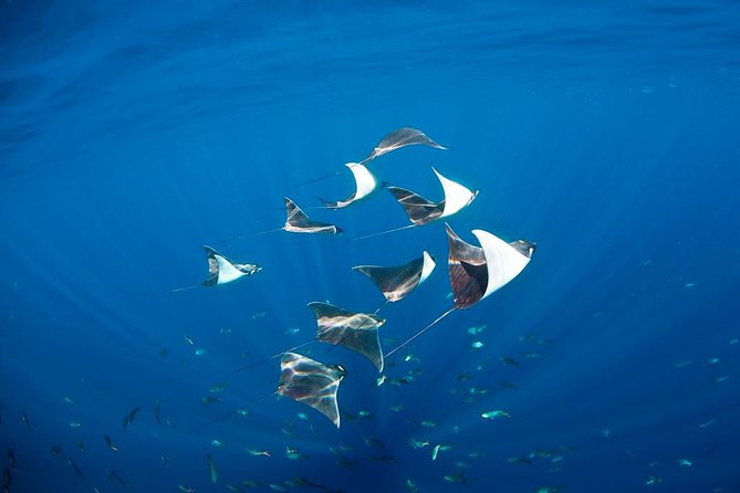 3-Tank Scuba in Marine Reserve and Corridor for Certified Divers - Gear, Weights, and the Little Things That Matter