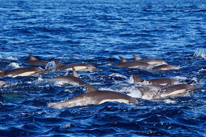 4-Hour Snorkeling Tour in Cabo San Lucas and Corridor - Pelican Rock Snorkeling: Beginner-Friendly Water and Great Marine Life