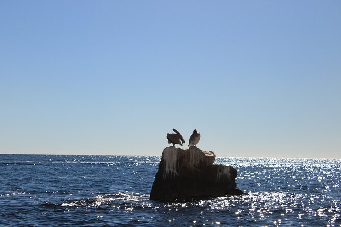 45 Minute Transparent Boat Ride to the Arch of Cabo San Lucas - Transparent Boat Time at El Arco de Cabo San Lucas