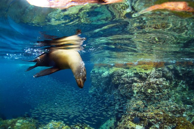 All-Inclusive catamaran Espiritu Santo Island Tour from Los Cabos - Snorkel-Boat Transfer and the Wildlife You’re There For