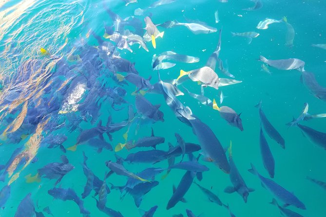 Arch Tour with Amazing Captain in Cabo San Lucas - Cabo’s Arch From the Water: What You Really Get in 45 Minutes