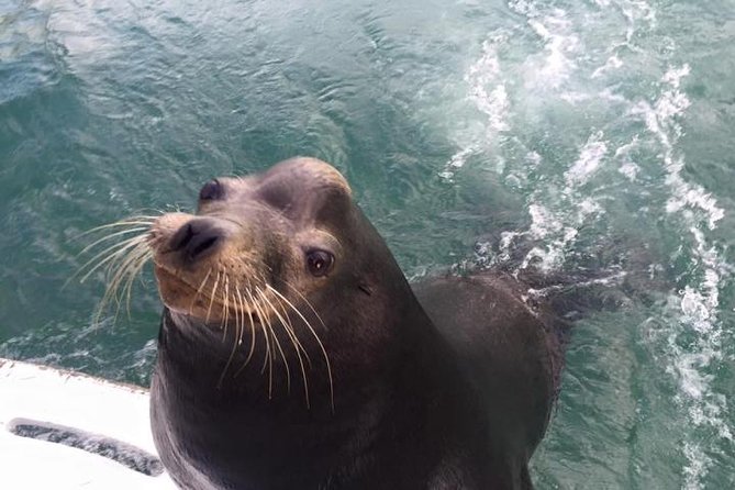 Arch Tour with Amazing Captain in Cabo San Lucas - The 45-Minute Route: El Arco, Sea Lions, Pirate’s Cave, and Pelican Rock