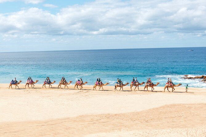 Beach Camel Ride and Encounter in Cabo - Entering Cactus Tours: what happens before you get on the camel