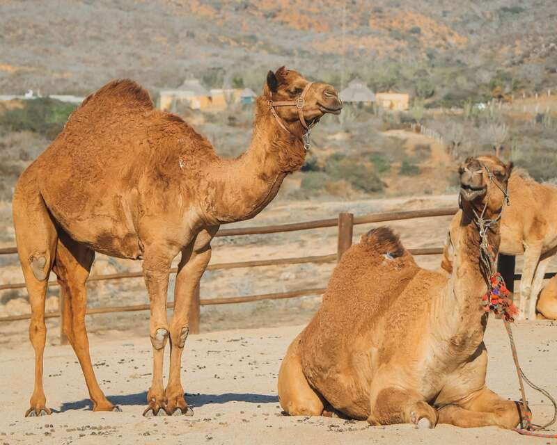 Beach Camel Ride & Encounter in Cabo by Cactus tours park - Getting there: pickup points and the long shuttle ride