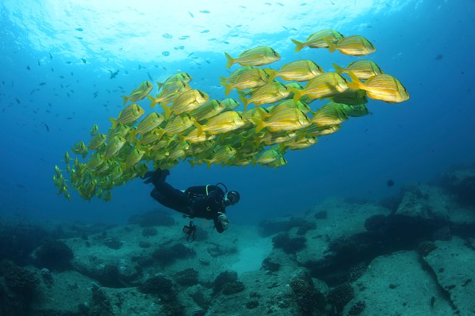 Beginner Scuba Diving in Cabo San Lucas - The Two Underwater Stops in This Cabo Plan
