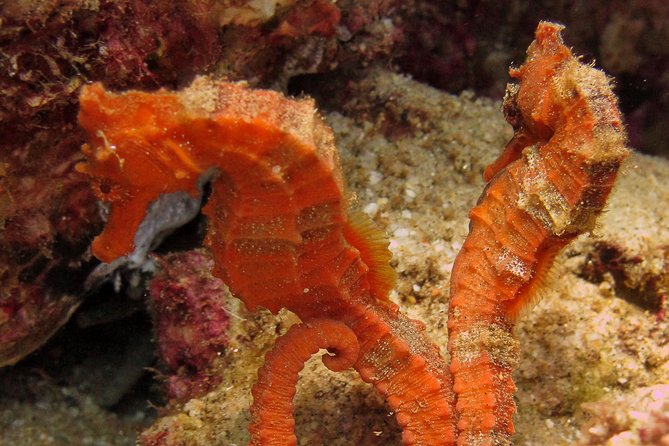 Beginner Scuba Diving in Cabo San Lucas - Safety Rules That Shape Your Comfort
