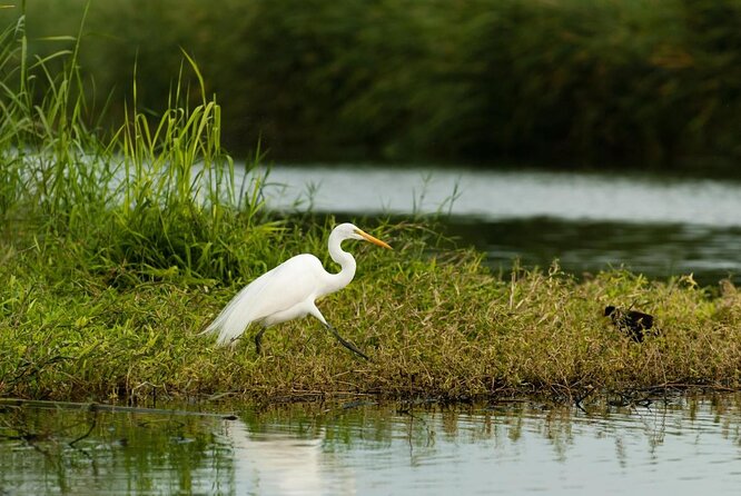 Birding San Jose Estuary Los Cabos Mexico - Why San José Estuary Is the Right Place to Bird in Los Cabos