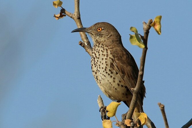 Birding San Jose Estuary Los Cabos Mexico - Other Birding Spots and Coastal Features: More Species, Same Theme