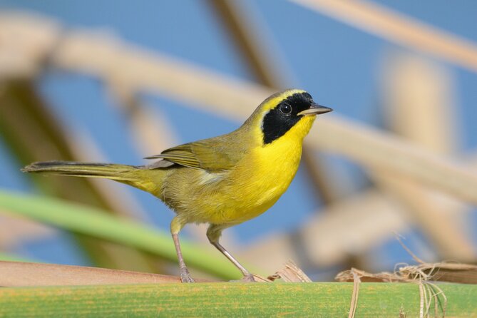 Birding San Jose Estuary Los Cabos Mexico - Gear, Water, and What You Actually Get for $200