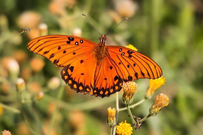 Birding San Jose Estuary Los Cabos Mexico - A Couple of Real-World Considerations to Plan For