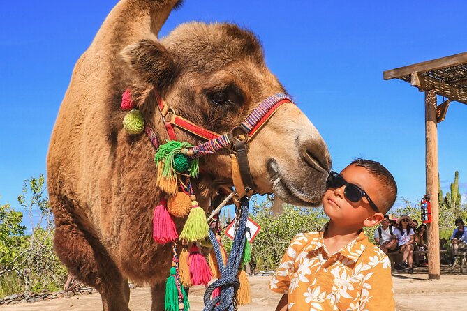 Boat Ride to the Arch and Beach Camel Ride in Cabo San Lucas - Lunch on the ranch: Mexican buffet with ocean views