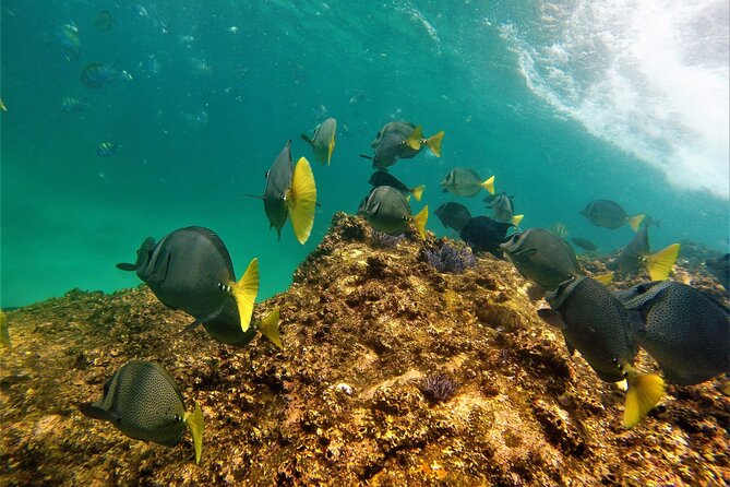 Boat ride to the Arch and Snorkel - Snorkeling Near Pelican Rock: How the Stop Works in Real Life