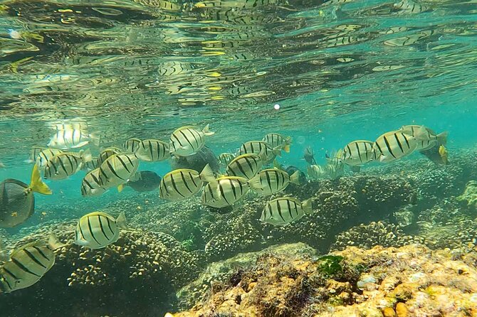 Boat ride to the Arch and Snorkel - Price and Value: What $82.44 Buys You in Cabo