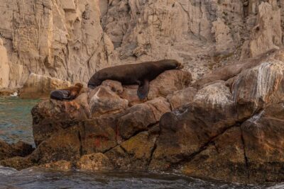 Boat Tour Snorkeling Tour with Guide, Drinks and Fruit - Boarding at Pochos Cabos Activities: Easy Start, Limited Group