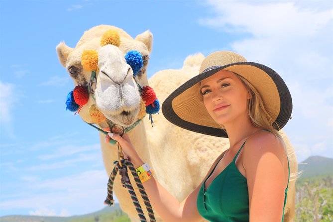 Cabo Beach Camel Ride, Mexican Buffet and Tequila Tasting - Price and what to pay on the day-of