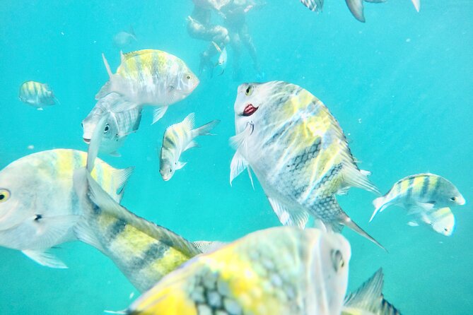 Cabo Blue Snorkeling Cruise, Open Bar and Lunch in Cabo San Lucas - Key Points Before You Go
