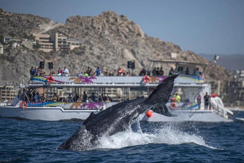 Cabo Boat Tour: Drinks, Lunch, Snorkeling, Dancing, and Transport - Stop-by-Stop: From Divorce Beach to Arch Photos