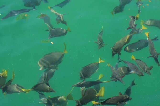 Cabo Catamaran – Snorkeling Tour & Coastal Views - Price, dock fees, and the day-of communication you should handle