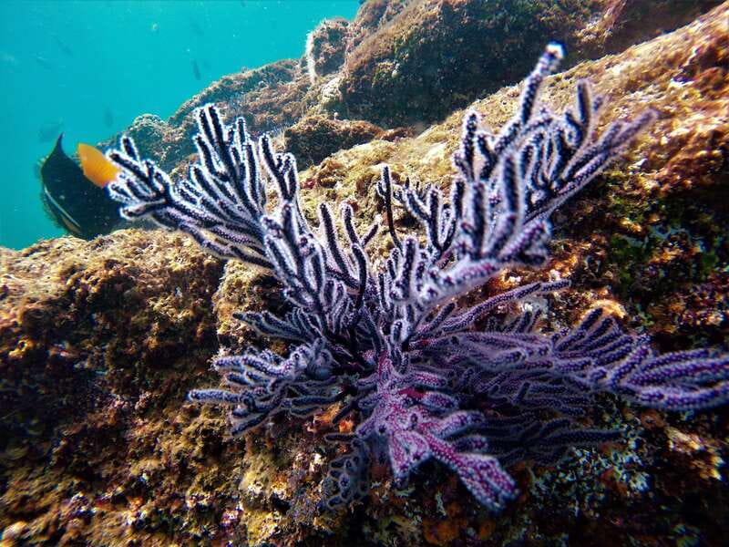 Cabo: Hidden Beach Day with Snorkeling in the Sea of Cortez - Snorkeling expectations: fish viewing, not a guarantee of calm water