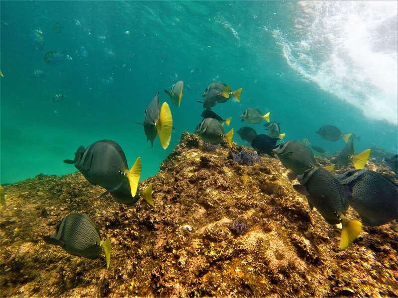 Cabo: Hidden Beach Day with Snorkeling in the Sea of Cortez - Gear included, but do your part