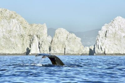 Cabo Private Transportation to Cabo - Los Cabos Airport to Cabo San Lucas Downtown: 30–50 Minutes (With Real-World Traffic)
