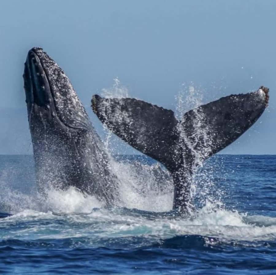 Cabo: Private Yacht Tour, Water Activities, Lunch & Drinks - Floating Mat / Lily Pad Style Relaxation: The Low-Effort Highlight