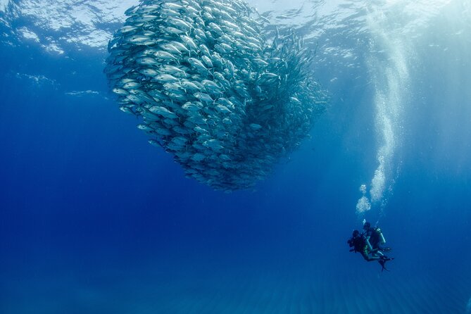 Cabo Pulmo 2 Tank Certified Dive with Lunch - Key highlights to know before you go