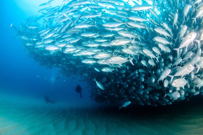 Cabo Pulmo 2 Tank Certified Dive with Lunch - Cabo Pulmo Marine Preserve: why the East Cape is worth the trip