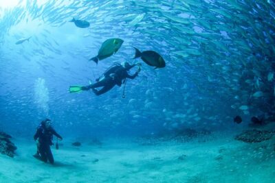 Cabo Pulmo 2 Tank Certified Dive with Lunch - The two-tank scuba plan: what your day actually feels like